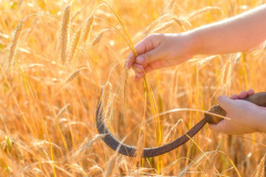 reap 3 формы глагола