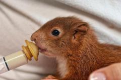 feed 3 формы глагола