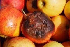 spoil 3 формы глагола